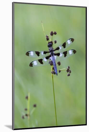 Canada, Quebec, Mount St-Bruno Conservation Park. Twelve-Spot Skimmer-Jaynes Gallery-Mounted Photographic Print