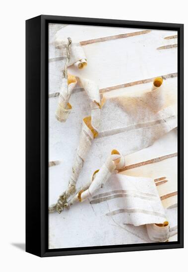 Canada, Quebec, Mount St-Bruno Conservation Park. White Birch Bark Detail-Jaynes Gallery-Framed Premier Image Canvas