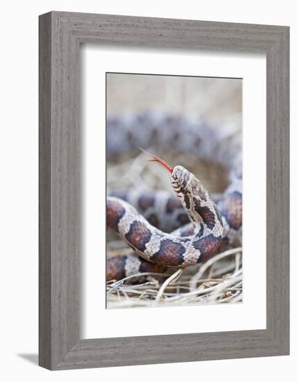 Canada, Quebec, Riviere Des Prairies Park. Milk Snake Close-Up-Jaynes Gallery-Framed Photographic Print