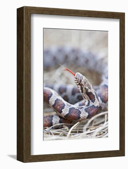 Canada, Quebec, Riviere Des Prairies Park. Milk Snake Close-Up-Jaynes Gallery-Framed Photographic Print