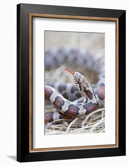 Canada, Quebec, Riviere Des Prairies Park. Milk Snake Close-Up-Jaynes Gallery-Framed Photographic Print