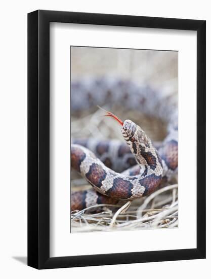 Canada, Quebec, Riviere Des Prairies Park. Milk Snake Close-Up-Jaynes Gallery-Framed Photographic Print