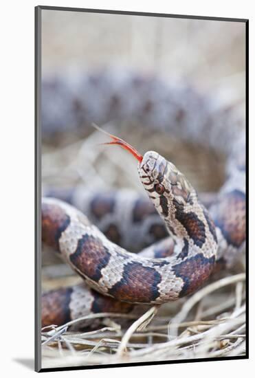 Canada, Quebec, Riviere Des Prairies Park. Milk Snake Close-Up-Jaynes Gallery-Mounted Photographic Print