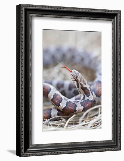 Canada, Quebec, Riviere Des Prairies Park. Milk Snake Close-Up-Jaynes Gallery-Framed Photographic Print