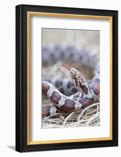 Canada, Quebec, Riviere Des Prairies Park. Milk Snake Close-Up-Jaynes Gallery-Framed Photographic Print