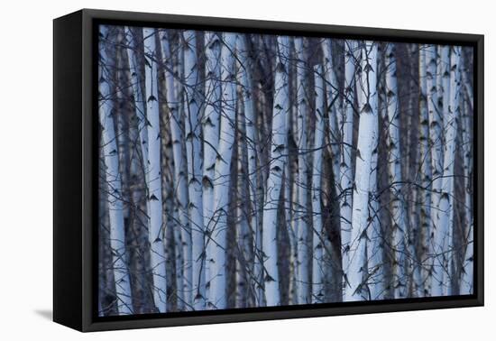 Canada, Quebec, Yamaska National Park. Gray Birch Forest-Jaynes Gallery-Framed Premier Image Canvas