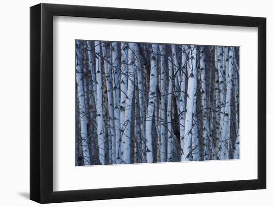 Canada, Quebec, Yamaska National Park. Gray Birch Forest-Jaynes Gallery-Framed Photographic Print