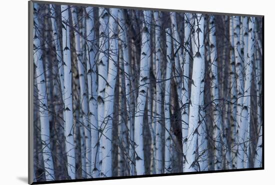 Canada, Quebec, Yamaska National Park. Gray Birch Forest-Jaynes Gallery-Mounted Photographic Print