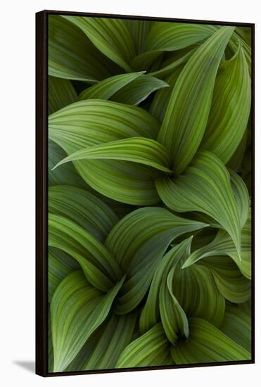 Canada, Quebec, Yamaska National Park. Green False Hellebore Plant-Jaynes Gallery-Framed Premier Image Canvas