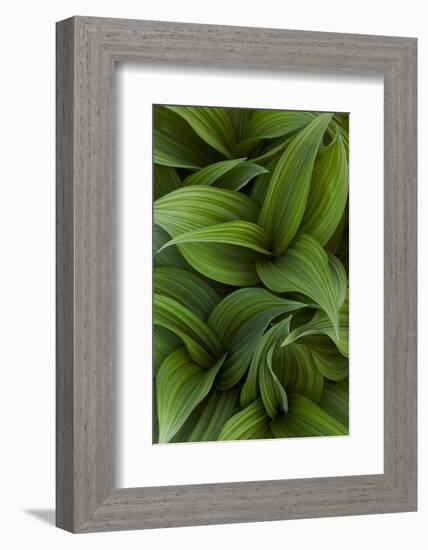 Canada, Quebec, Yamaska National Park. Green False Hellebore Plant-Jaynes Gallery-Framed Photographic Print