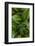 Canada, Quebec, Yamaska National Park. Green False Hellebore Plant-Jaynes Gallery-Framed Photographic Print