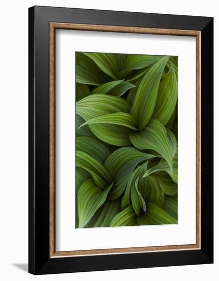 Canada, Quebec, Yamaska National Park. Green False Hellebore Plant-Jaynes Gallery-Framed Photographic Print