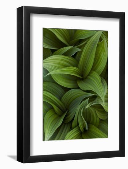 Canada, Quebec, Yamaska National Park. Green False Hellebore Plant-Jaynes Gallery-Framed Photographic Print