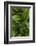 Canada, Quebec, Yamaska National Park. Green False Hellebore Plant-Jaynes Gallery-Framed Photographic Print