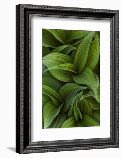 Canada, Quebec, Yamaska National Park. Green False Hellebore Plant-Jaynes Gallery-Framed Photographic Print