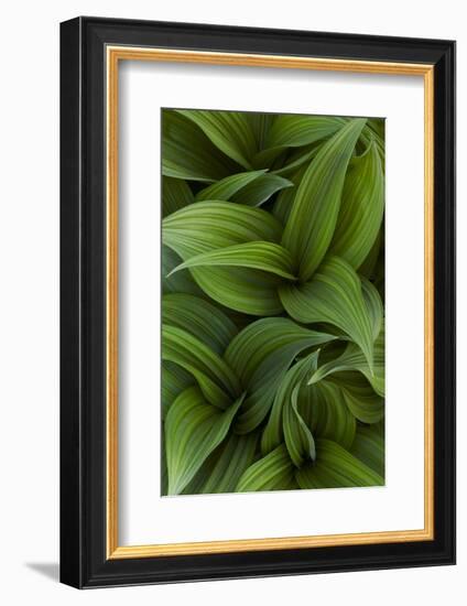 Canada, Quebec, Yamaska National Park. Green False Hellebore Plant-Jaynes Gallery-Framed Photographic Print