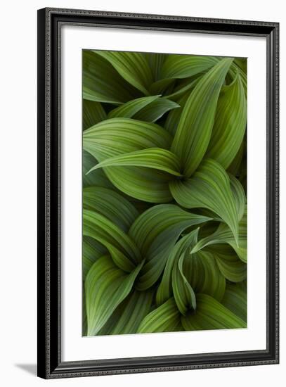 Canada, Quebec, Yamaska National Park. Green False Hellebore Plant-Jaynes Gallery-Framed Photographic Print