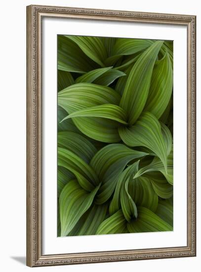 Canada, Quebec, Yamaska National Park. Green False Hellebore Plant-Jaynes Gallery-Framed Photographic Print