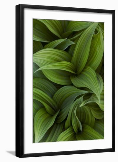 Canada, Quebec, Yamaska National Park. Green False Hellebore Plant-Jaynes Gallery-Framed Photographic Print