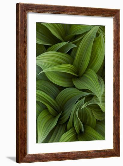 Canada, Quebec, Yamaska National Park. Green False Hellebore Plant-Jaynes Gallery-Framed Photographic Print