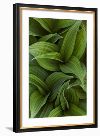 Canada, Quebec, Yamaska National Park. Green False Hellebore Plant-Jaynes Gallery-Framed Photographic Print