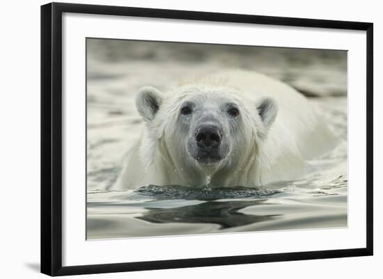 Canada, Repulse Bay, Polar Bear Along Shoreline of Harbour Islands-Paul Souders-Framed Photographic Print