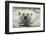 Canada, Repulse Bay, Polar Bear Along Shoreline of Harbour Islands-Paul Souders-Framed Photographic Print