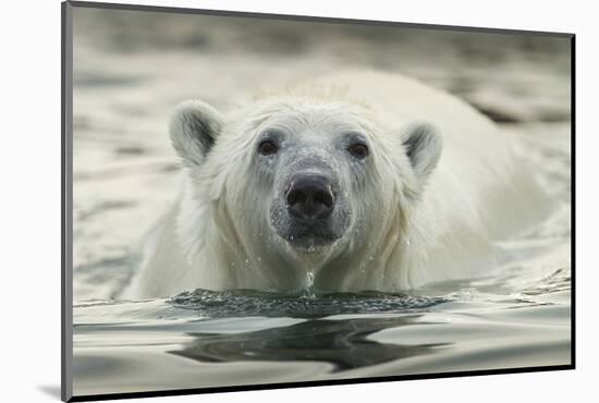 Canada, Repulse Bay, Polar Bear Along Shoreline of Harbour Islands-Paul Souders-Mounted Photographic Print