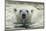 Canada, Repulse Bay, Polar Bear Along Shoreline of Harbour Islands-Paul Souders-Mounted Photographic Print