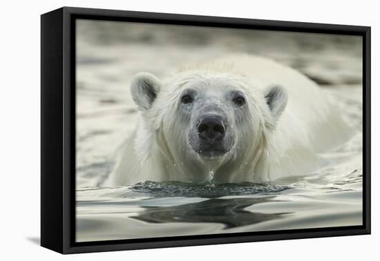 Canada, Repulse Bay, Polar Bear Along Shoreline of Harbour Islands-Paul Souders-Framed Premier Image Canvas