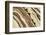 Canada. Rock patterns.-Jaynes Gallery-Framed Photographic Print