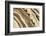 Canada. Rock patterns.-Jaynes Gallery-Framed Photographic Print