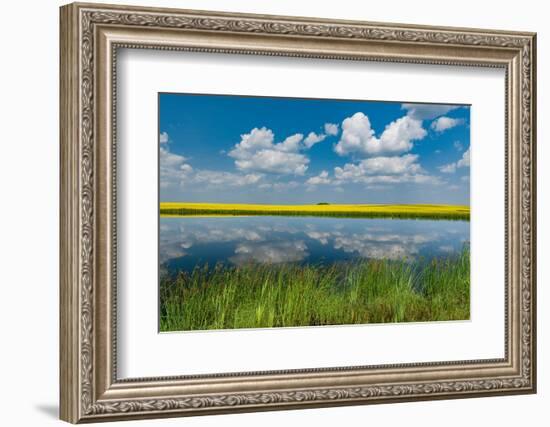 Canada, Saskatchewan, Viscount. Reflection in prairie pond water and canola crop.-Jaynes Gallery-Framed Photographic Print