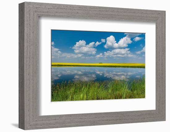 Canada, Saskatchewan, Viscount. Reflection in prairie pond water and canola crop.-Jaynes Gallery-Framed Photographic Print