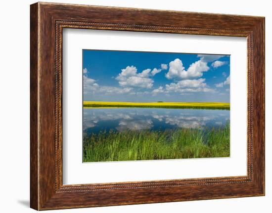 Canada, Saskatchewan, Viscount. Reflection in prairie pond water and canola crop.-Jaynes Gallery-Framed Photographic Print