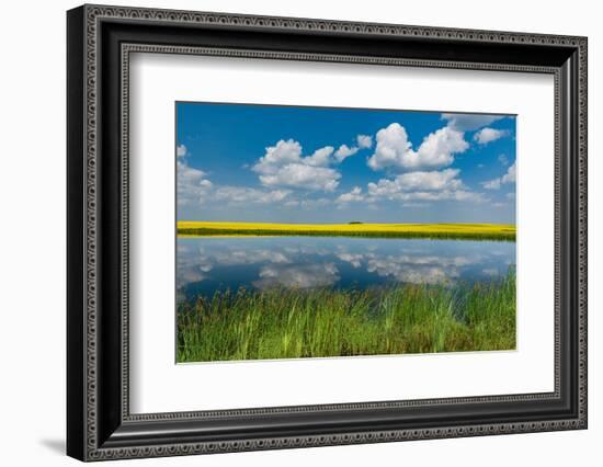 Canada, Saskatchewan, Viscount. Reflection in prairie pond water and canola crop.-Jaynes Gallery-Framed Photographic Print