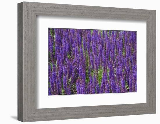 Canada, St. Andrews by the Sea. Kingsbrae Garden, Flower Detail-Cindy Miller Hopkins-Framed Photographic Print