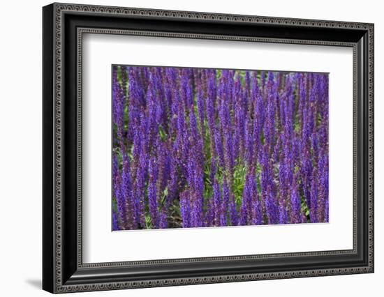 Canada, St. Andrews by the Sea. Kingsbrae Garden, Flower Detail-Cindy Miller Hopkins-Framed Photographic Print