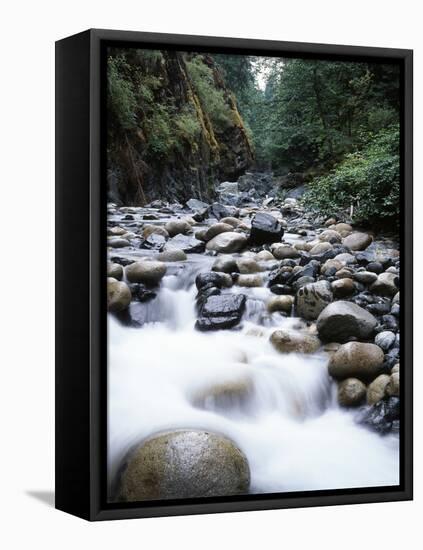 Canada, Vancouver Island, Englishman River Though Forest-Christopher Talbot Frank-Framed Premier Image Canvas