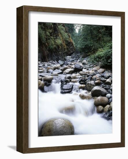 Canada, Vancouver Island, Englishman River Though Forest-Christopher Talbot Frank-Framed Photographic Print