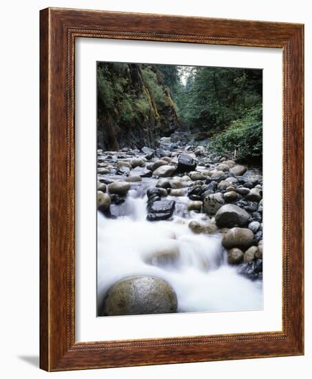 Canada, Vancouver Island, Englishman River Though Forest-Christopher Talbot Frank-Framed Photographic Print