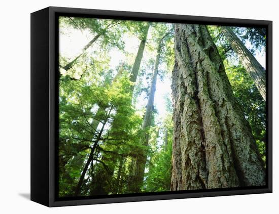 Canada, Vancouver Island. Old-Growth Douglas Fir Tree-Jaynes Gallery-Framed Premier Image Canvas