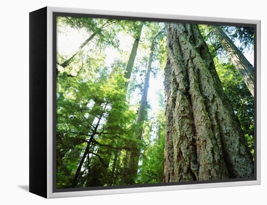 Canada, Vancouver Island. Old-Growth Douglas Fir Tree-Jaynes Gallery-Framed Premier Image Canvas