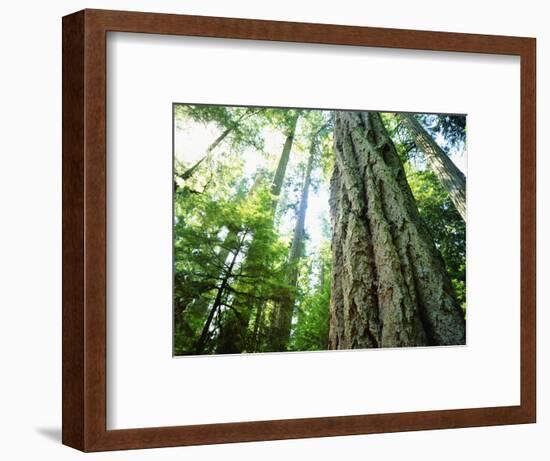 Canada, Vancouver Island. Old-Growth Douglas Fir Tree-Jaynes Gallery-Framed Photographic Print