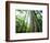 Canada, Vancouver Island. Old-Growth Douglas Fir Tree-Jaynes Gallery-Framed Photographic Print