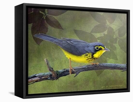 Canada Warbler-Chris Vest-Framed Stretched Canvas