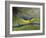 Canada Warbler-Chris Vest-Framed Art Print