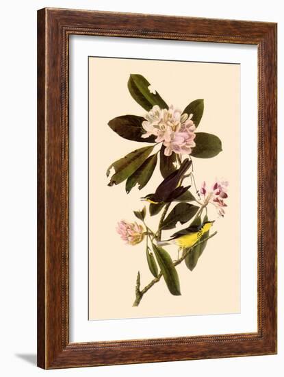 Canada Warblers-John James Audubon-Framed Giclee Print