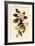 Canada Warblers-John James Audubon-Framed Giclee Print