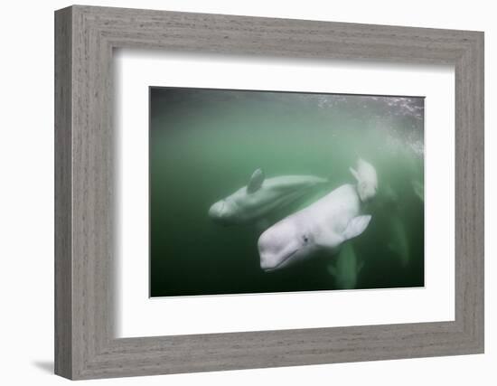 Canada, Young Beluga Whale Calf Swimming with Mother and Pod Near Mouth-Paul Souders-Framed Photographic Print